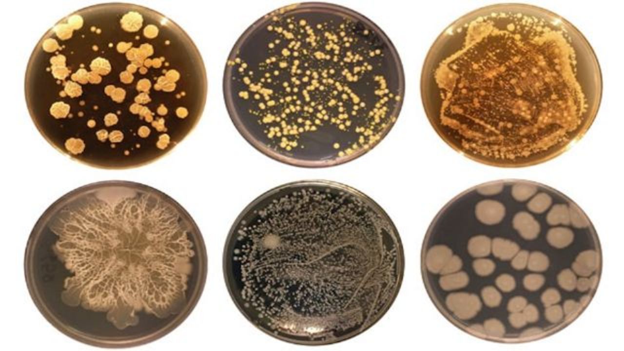 バイオレメディエーションに用いられる微生物とは